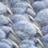muscariblue