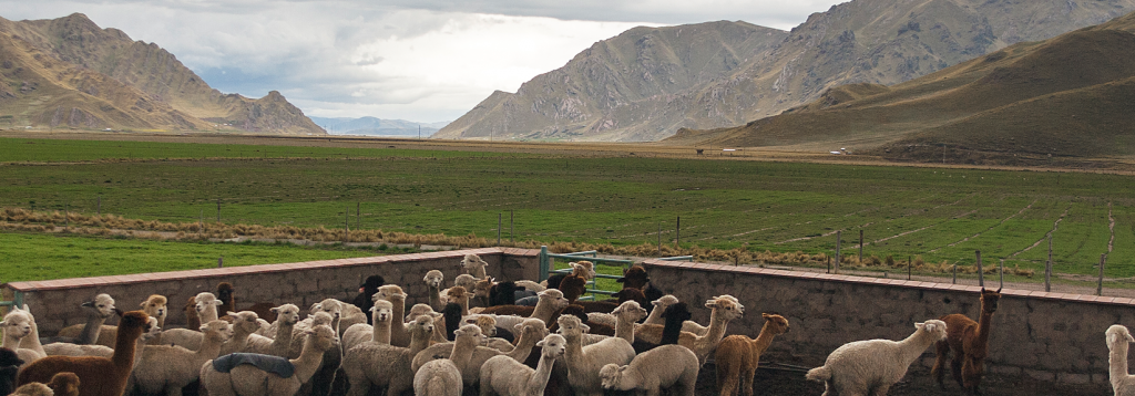 Alpakas in Peru