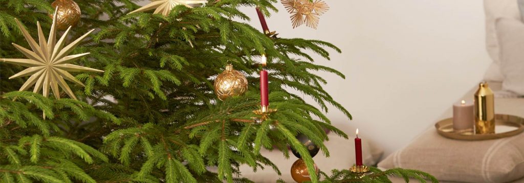 Nachhaltiger Weihnachtsbaum für die Feiertage