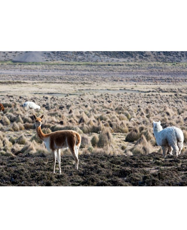 Alpakas in Peru