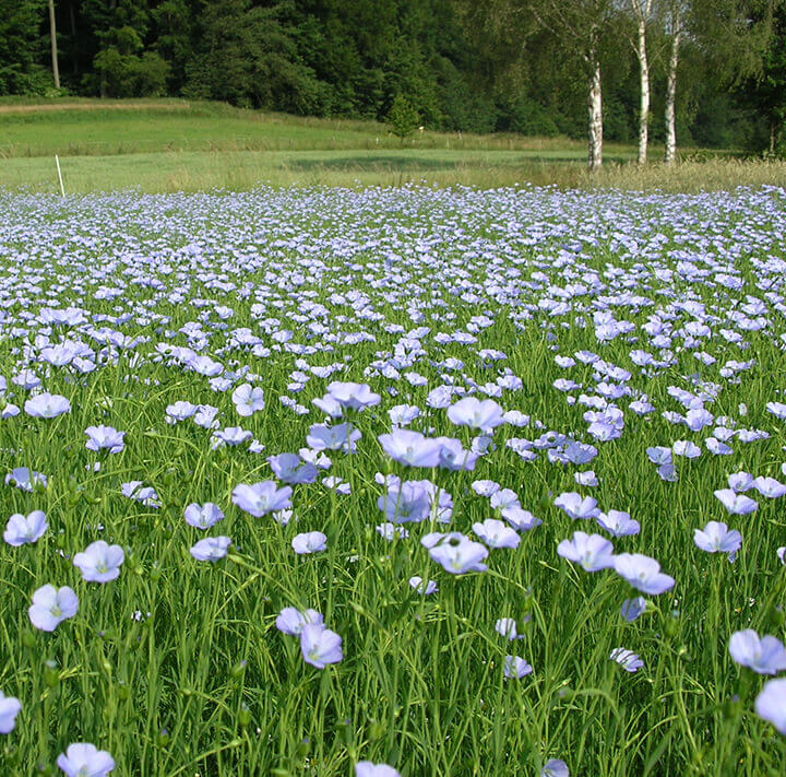 hessnatur-streifen-infoslider-leine(1) hessnatur Leinen Feld