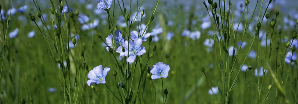 Blühende Flachs-Felder zum ökologischer Anbau von Hessen-Leinen