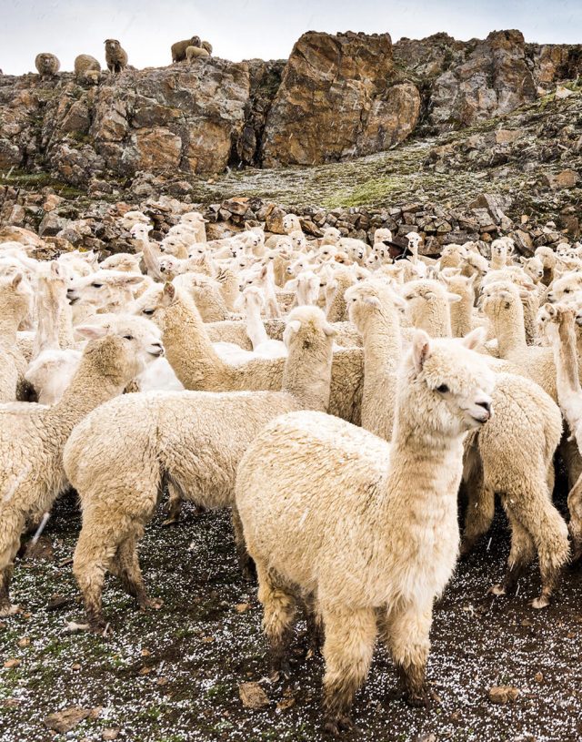 hessnatur-alpakafaser-wettbewerb-alpaka-herde hessnatur-alpakafaser-wettbewerb-alpaka-herde