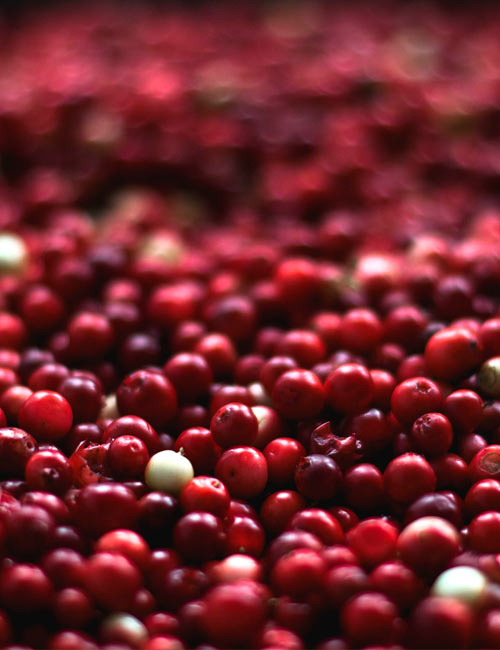 hessnatur_trendfarbe-rot-rose-info-cranberry-rot