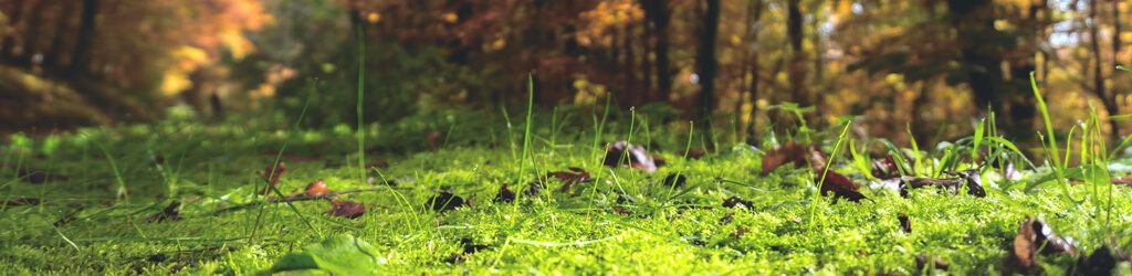 hessnatur-Magazin-blog-herbst-moos