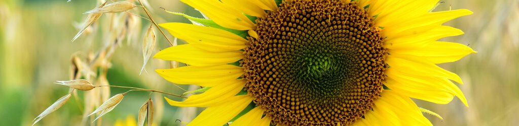 hessnatur-Sonnenblume-Magazin-blog-herbst hessnatur Sonnenblume