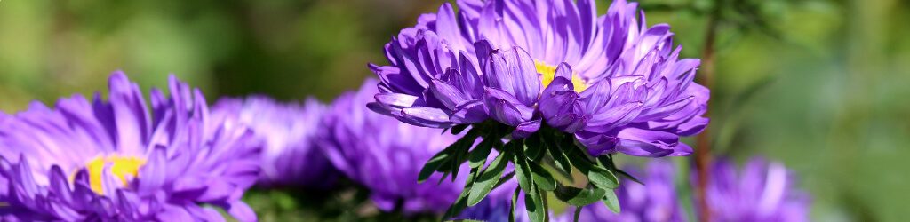 hessnatur-astern-blumen-Magazin-blog-herbst hessnatur astern herbst
