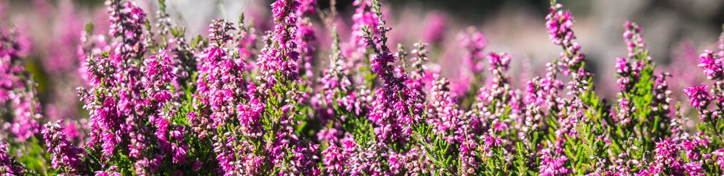 hessnatur-heidekraut-Magazin-blog-herbst hessnatur heidekraut herbst