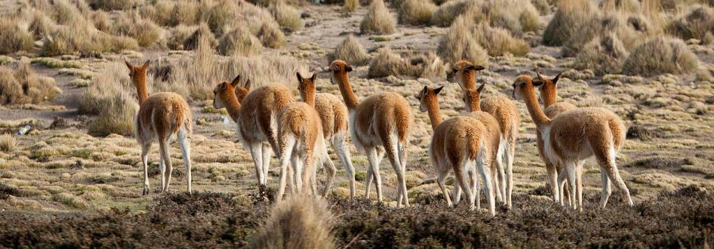 Alpakafasern der Luxus aus Peru