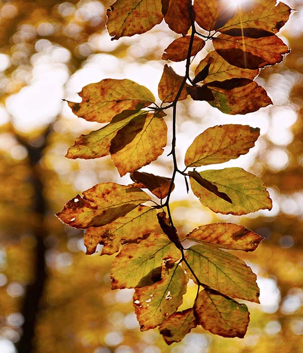 hessnatur herbst