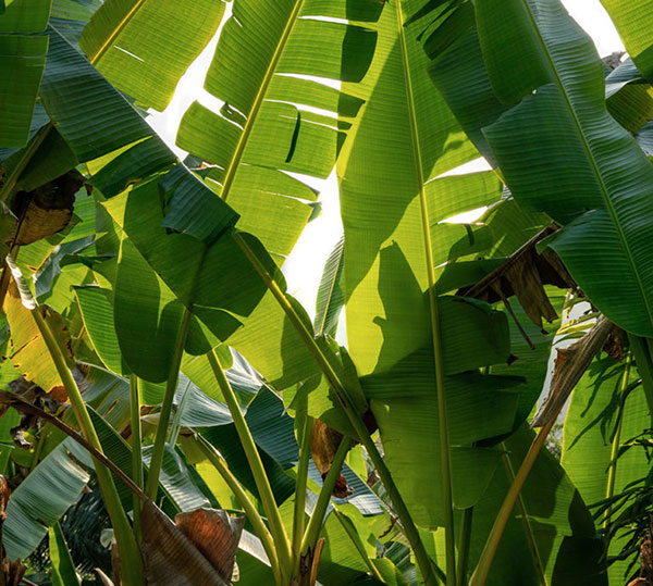 hessnatur-Magazin-Bananenfaser-03a